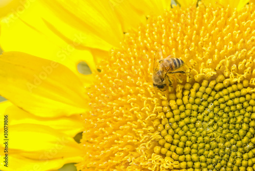 Working bee and beautiful  blossoming sunflower