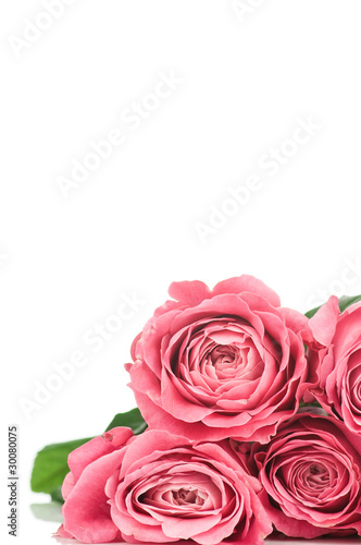 Pink roses