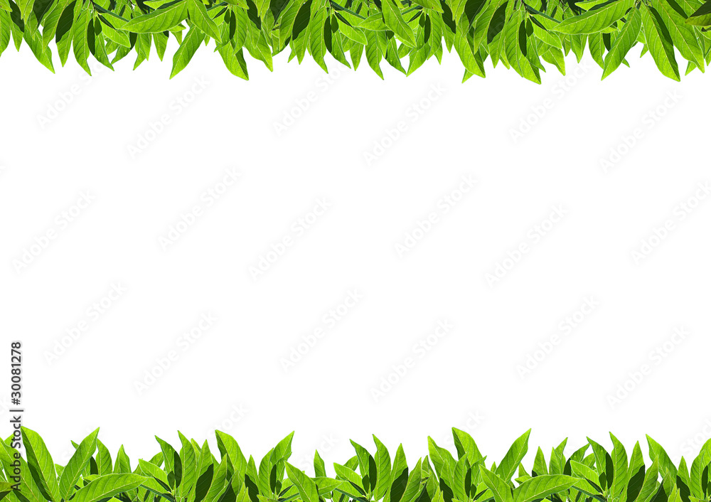 Natural green leaf frame