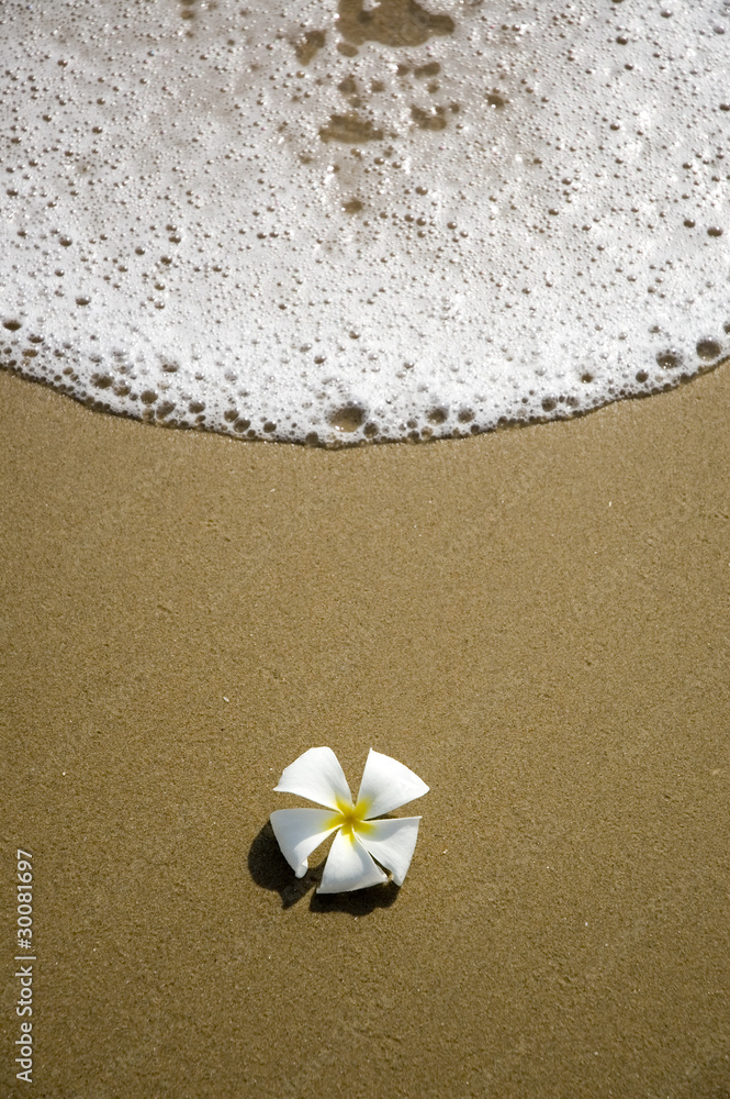 flower with sand and sea