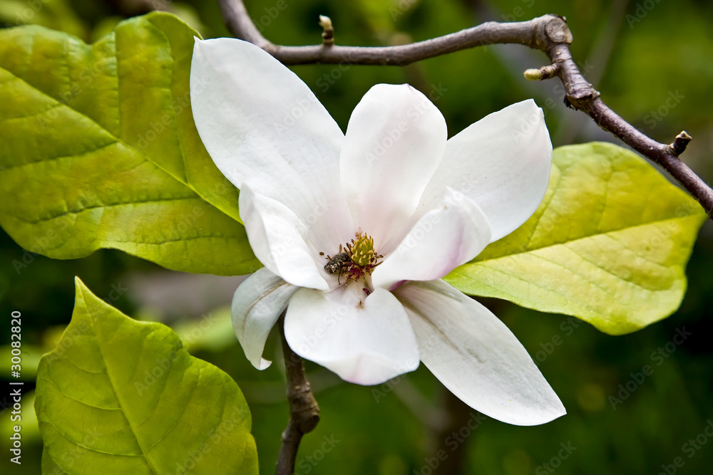 Naklejka premium Magnolia