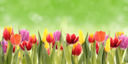 Fototapeta Naklejka Na Ścianę i Meble -  TUlips field