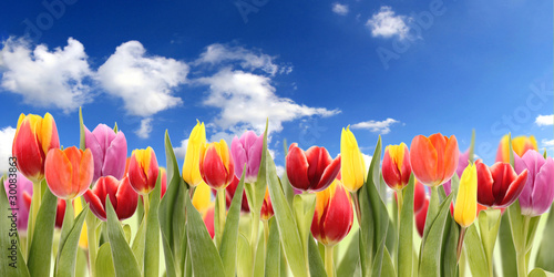 Fototapeta Naklejka Na Ścianę i Meble -  TUlips field
