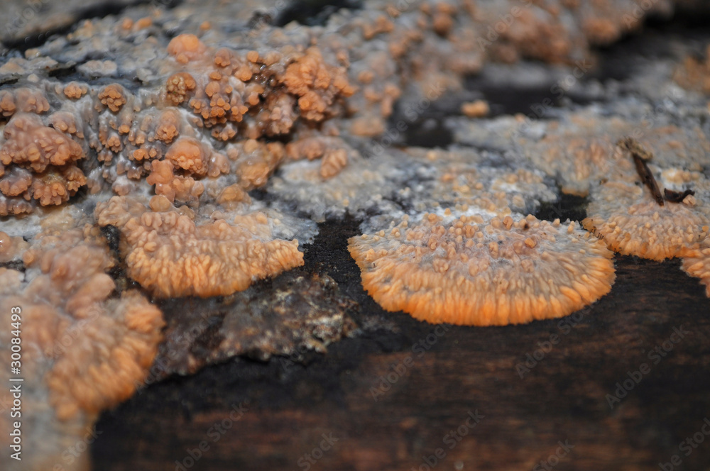Phlebia radiata
