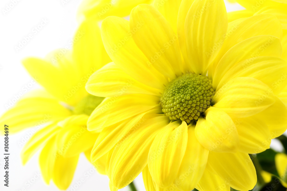 yellow flowers yellow flowers