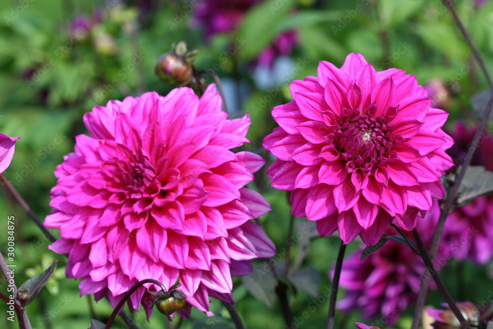 Pink Dahlia`s Pink Dahlia`s