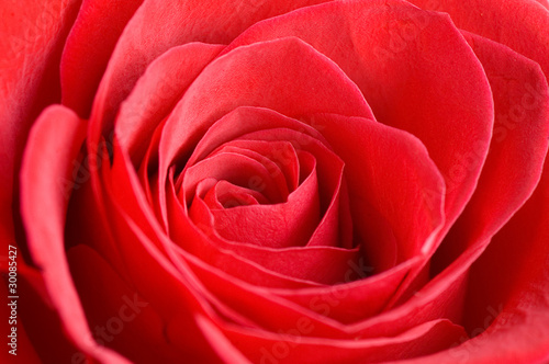 Beautiful red rose as a background