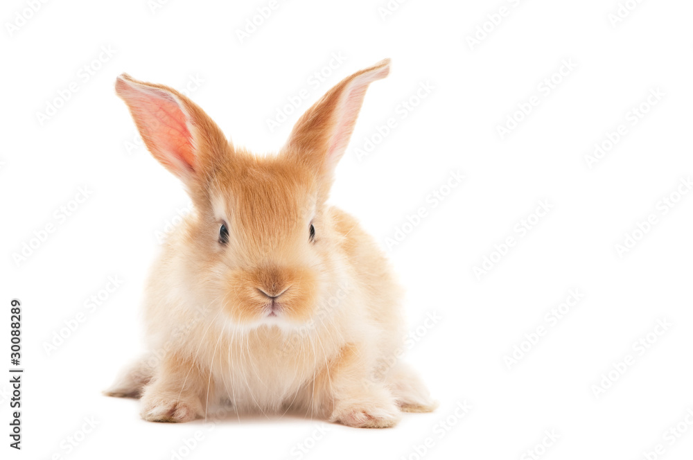 one young baby rabbit isolated