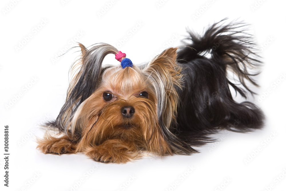 Yorkshire terrier puppy on white Yorkshire terrier puppy on white