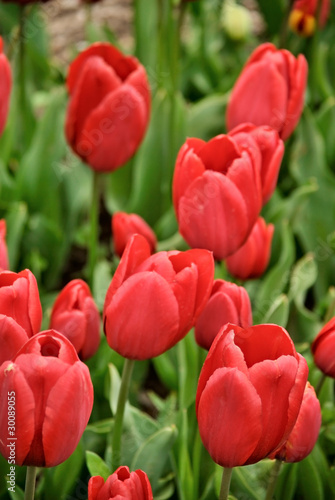 tulips