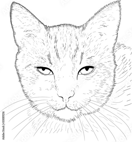 Wallpaper Mural line drawing cat Torontodigital.ca