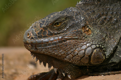 Iguane