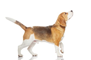 Beagle dog isolated on white background