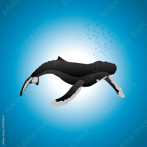 Humbpack Whale