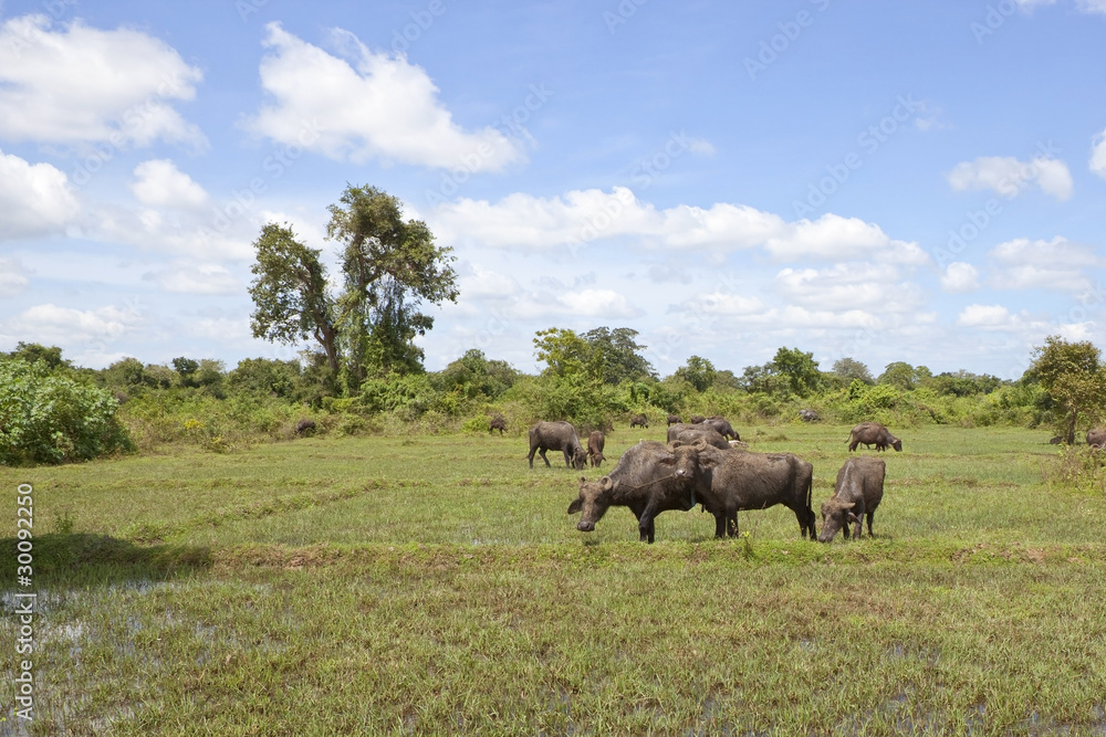Fototapeta premium sri lankan landscape with buffalo