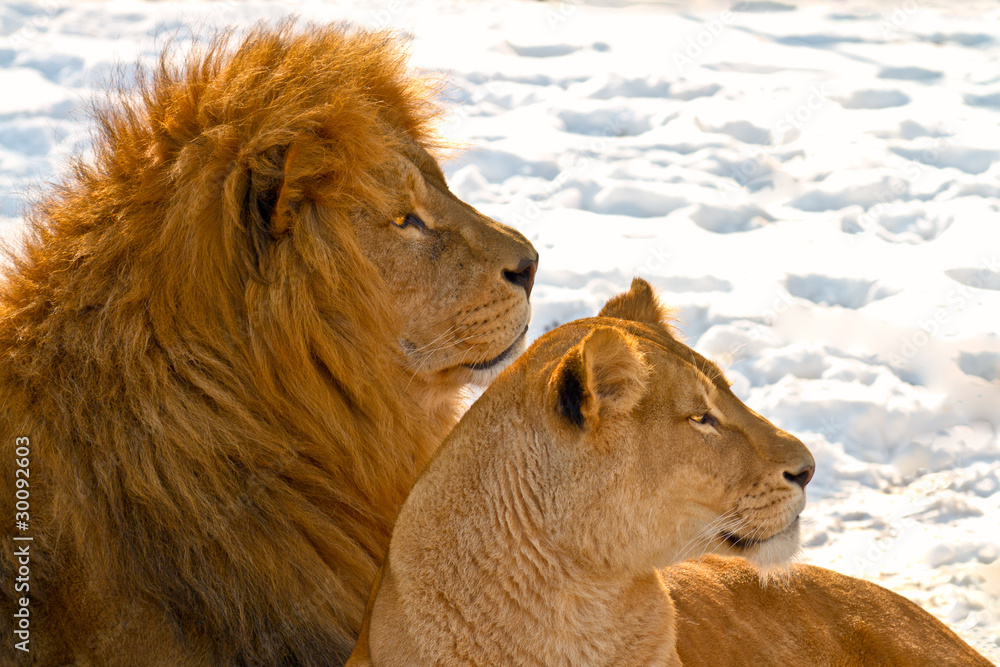 Naklejka premium Lion couple lying in the snow