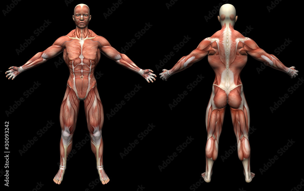 3D render human anatomy muscles male 3D render human anatomy muscles male