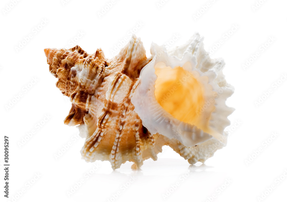 clamshell isolated clamshell isolated