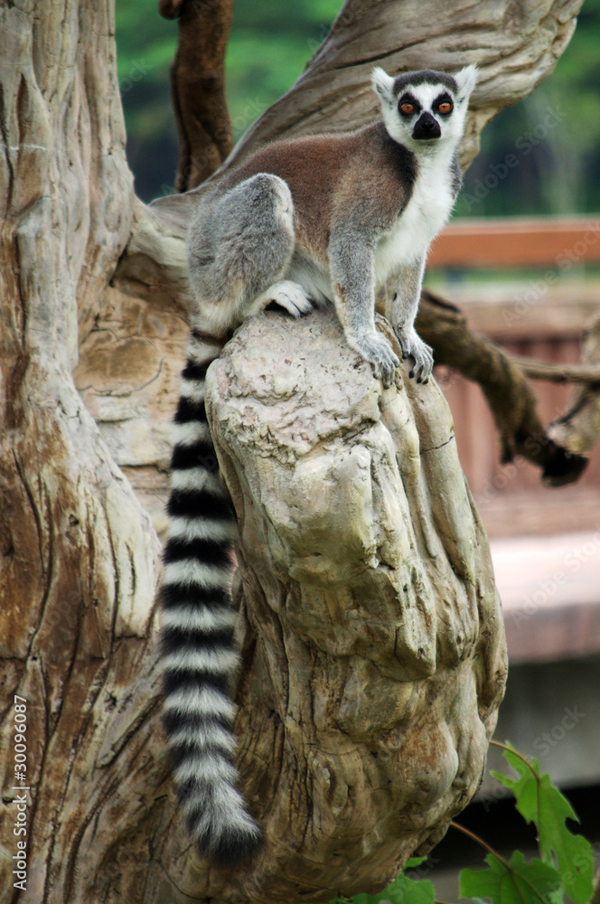 Fototapeta premium Ring-tailed Lemur