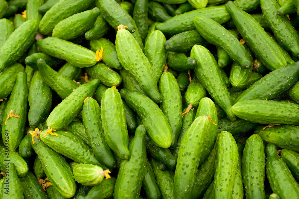 Cucumbers Cucumbers