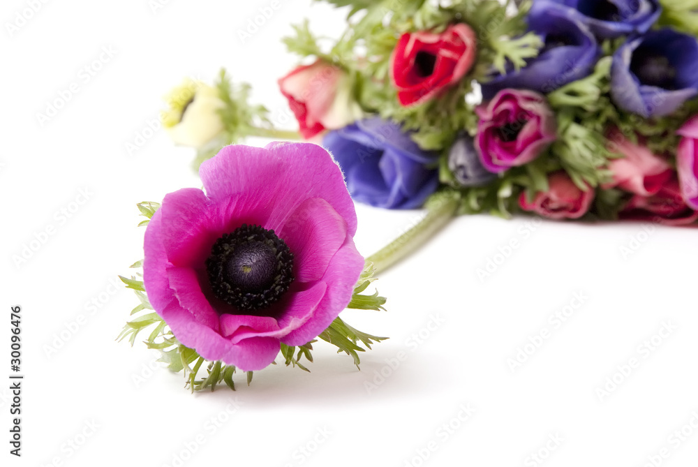 Obraz premium Anemone lilla