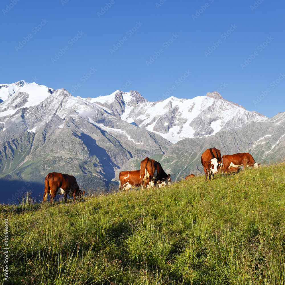 mountain cow square