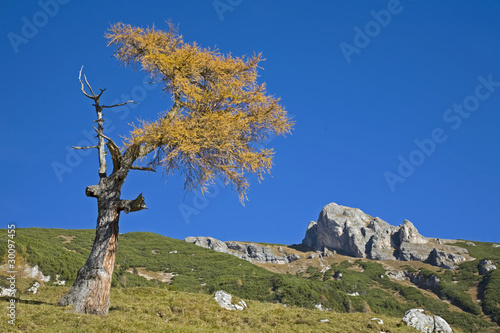 Lärchenbaum im Rofangebirge photo