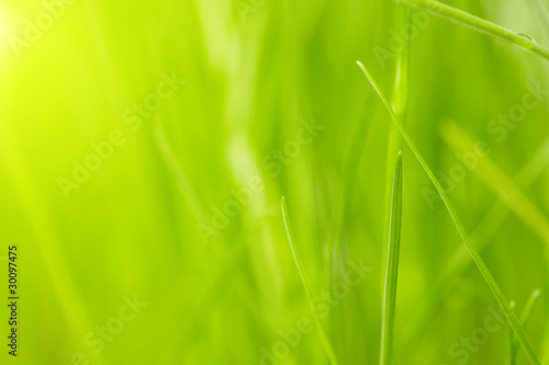 Fresh green grass background