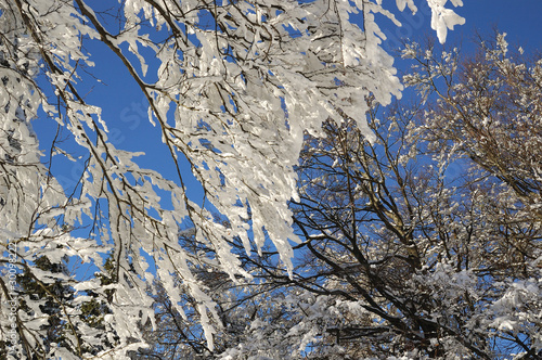Wallpaper Mural Snow in forest Torontodigital.ca