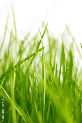 grass background © ZoomTeam