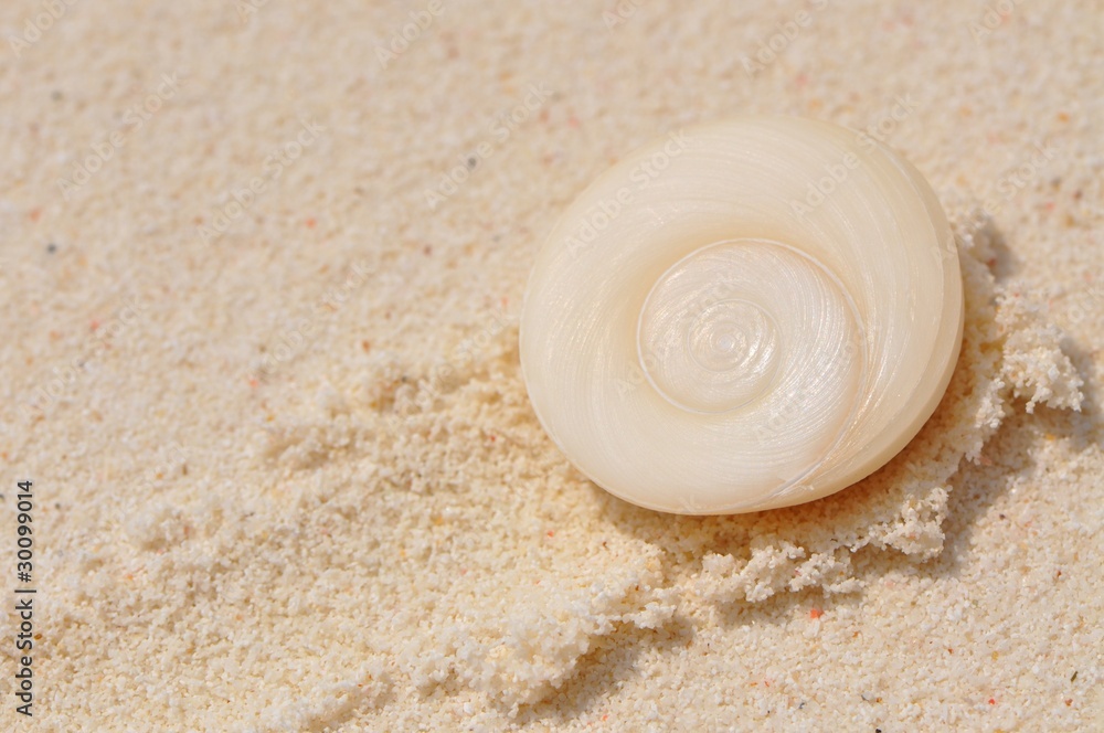 Operculum mit spiralförmigem Muster von Muscheln am Strand Operculum mit spiralförmigem Muster von Muscheln am Strand