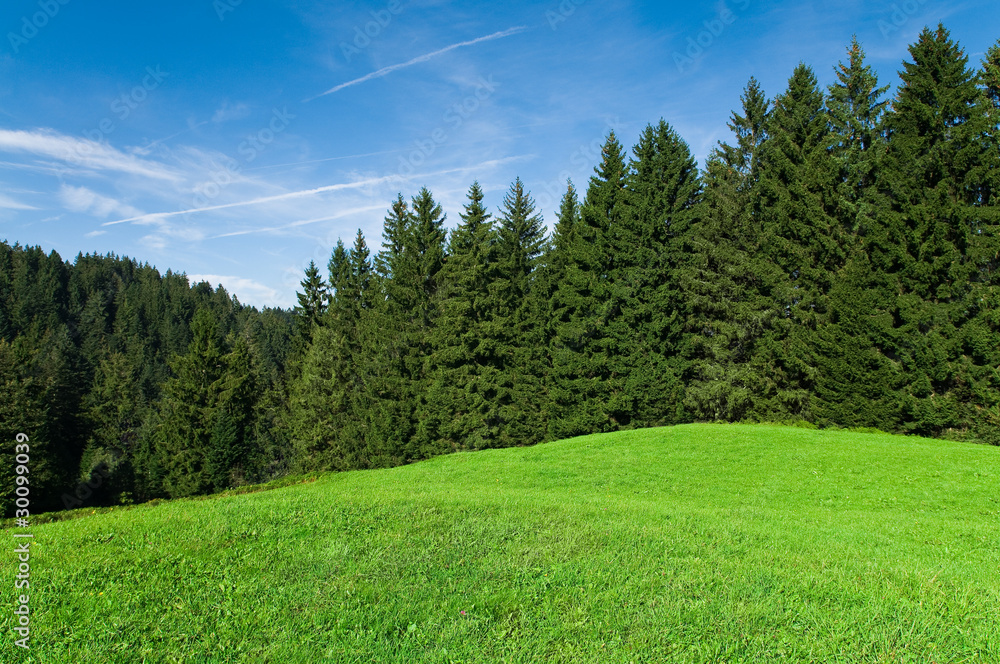 Fototapeta premium Himmel, Wald und Wiese - Sommertag in der Natur