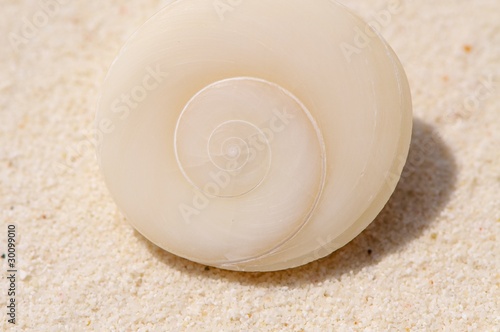 Operculum mit spiralförmigem Muster von Muscheln am Strand