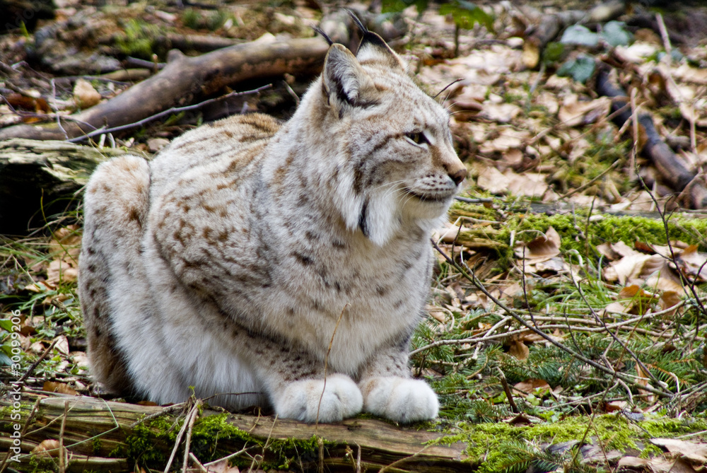 Obraz premium Luchs im Wildgehege
