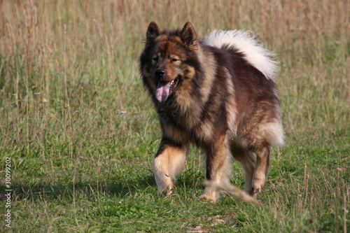 Eurasier