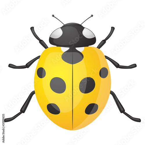 Yellow ladybird © vector_master