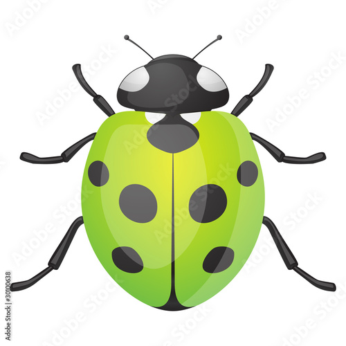 Green Ladybug © vector_master