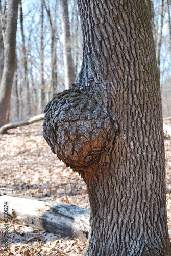 Tree burl
