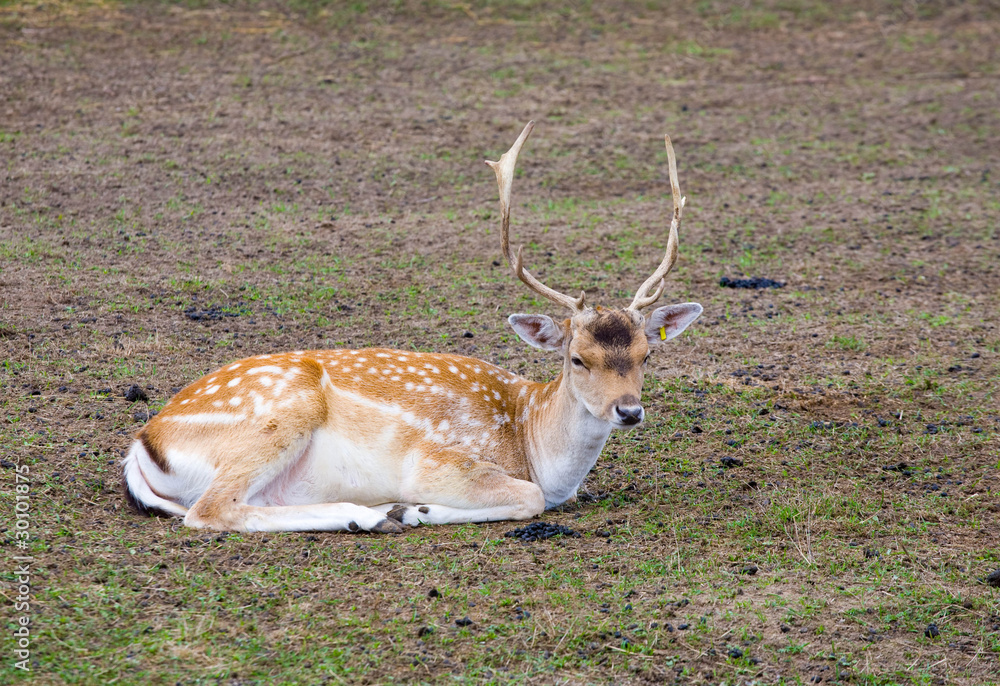 sika deer sika deer
