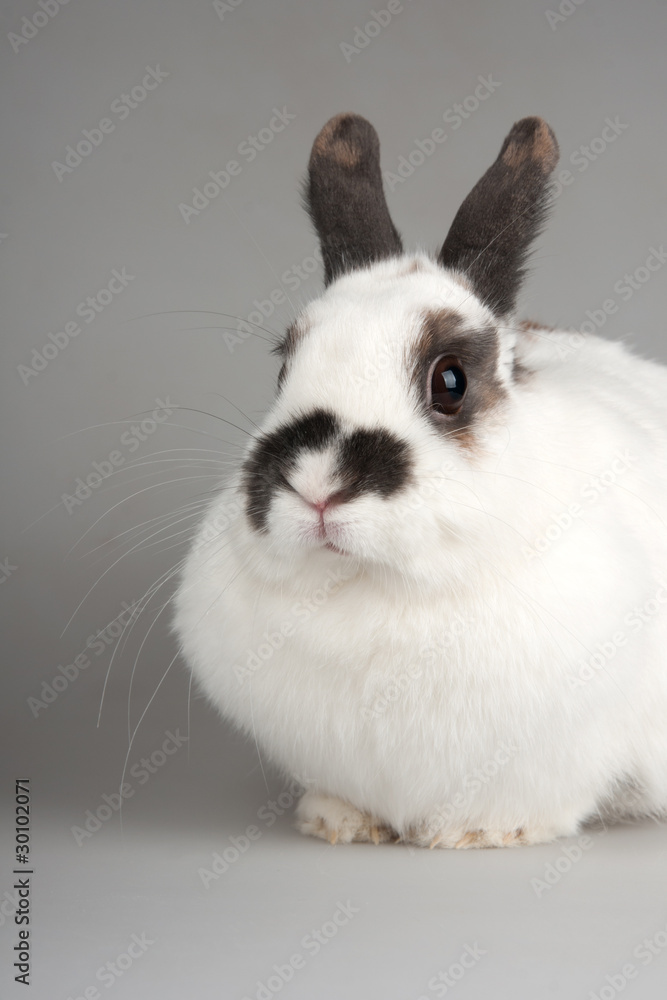 rabbit rabbit