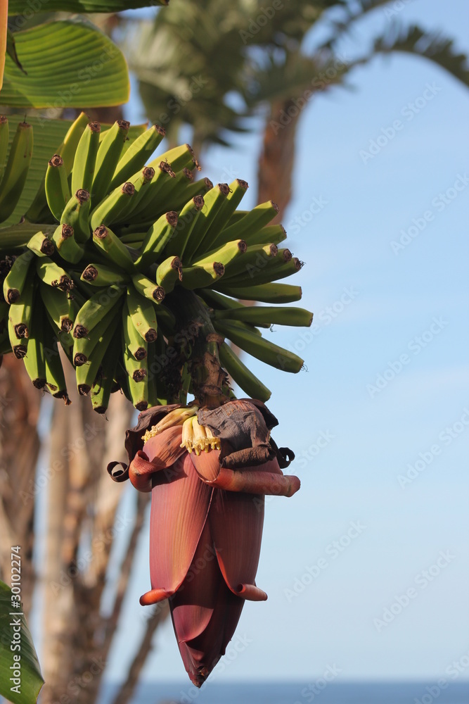 platano de canarias. flor de la platanera foto de Stock | Adobe Stock