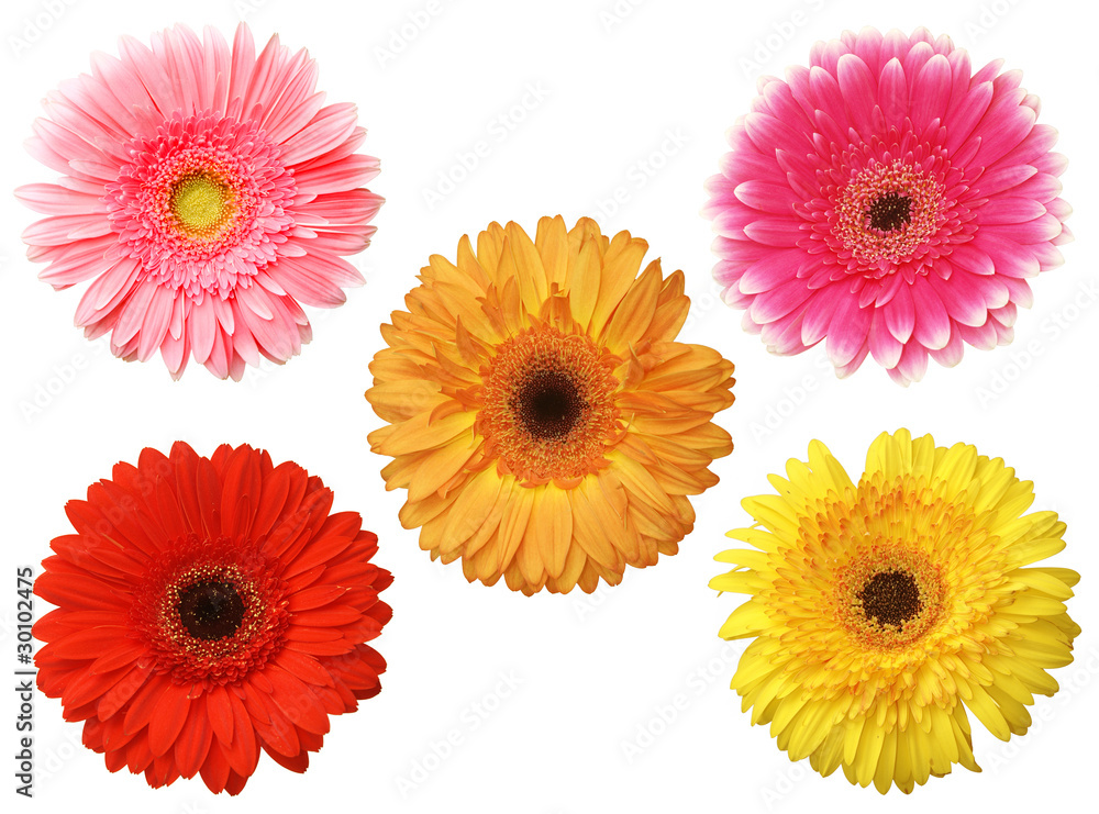 five daisy five daisy