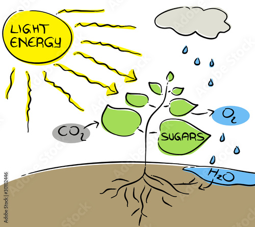 Photosynthese