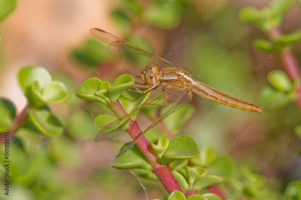 Dragonfly Dragonfly