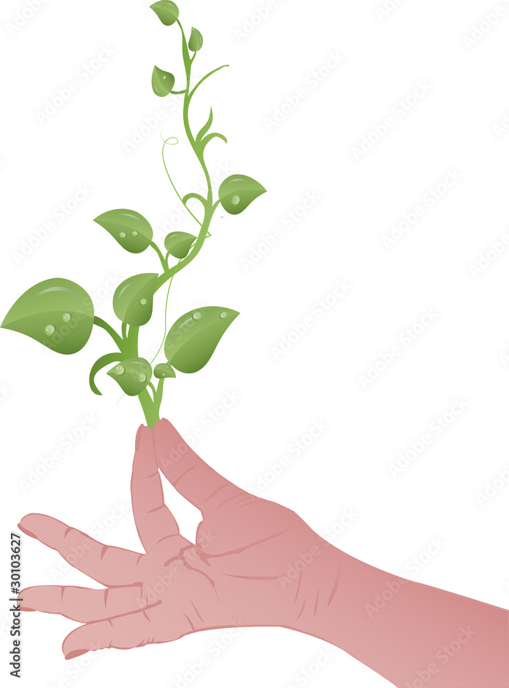 Vector illustration Green sprouts on a female hand Vector illustration Green sprouts on a female hand