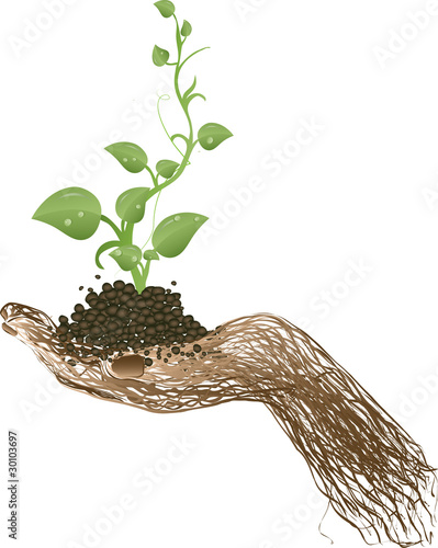 Vector illustration a green sprout on a hand from a grapevine
