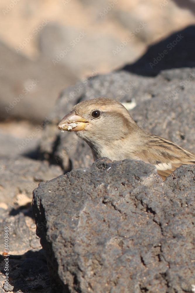 sparrow sparrow