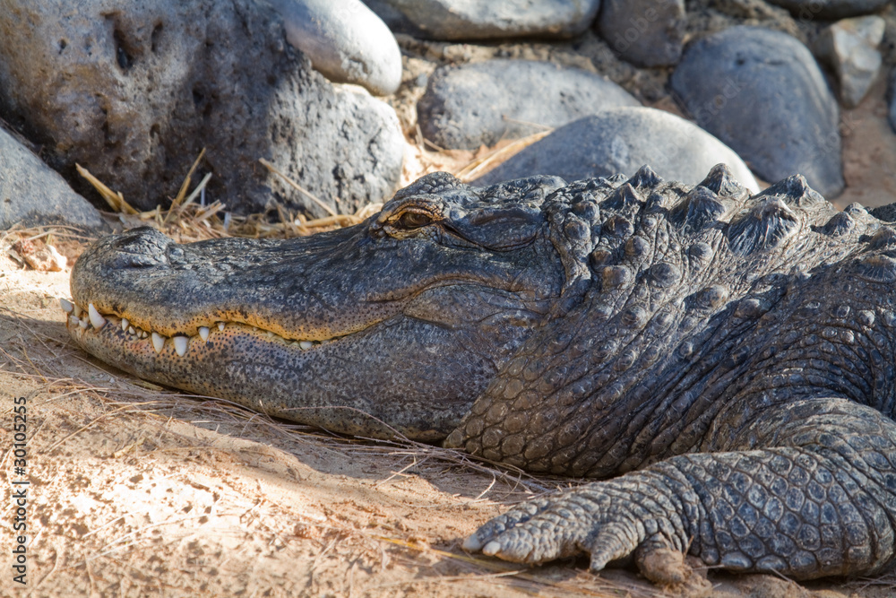 Obraz premium Crocodile