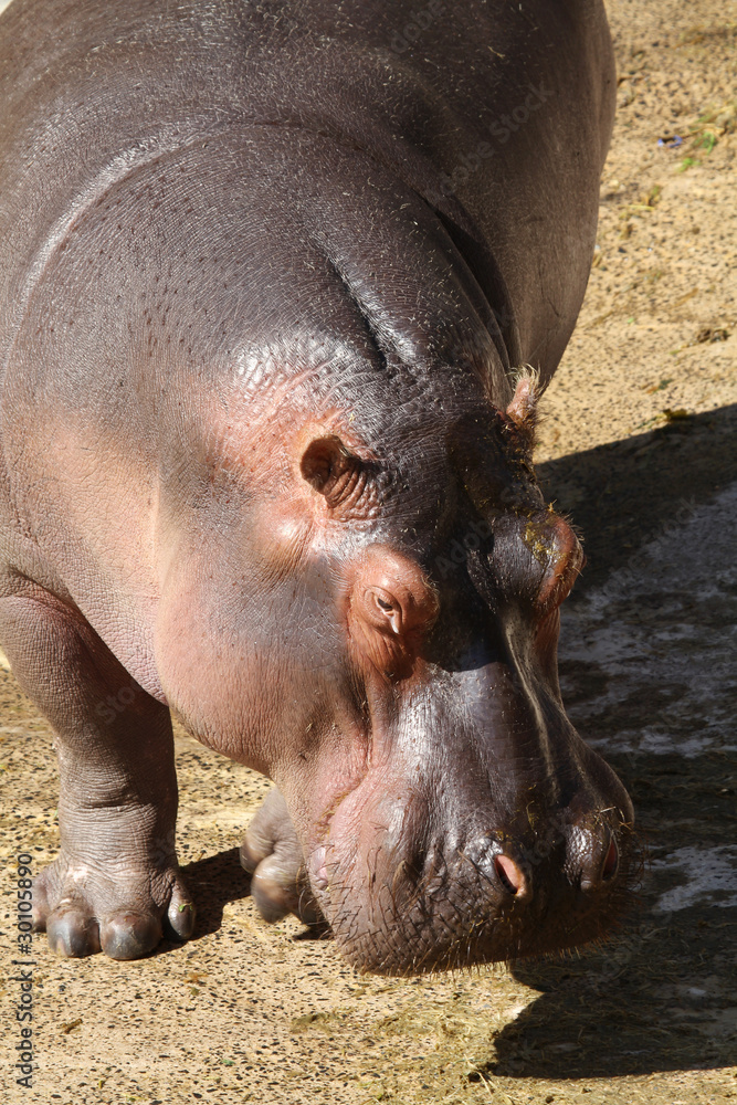 Hippopotamus Hippopotamus
