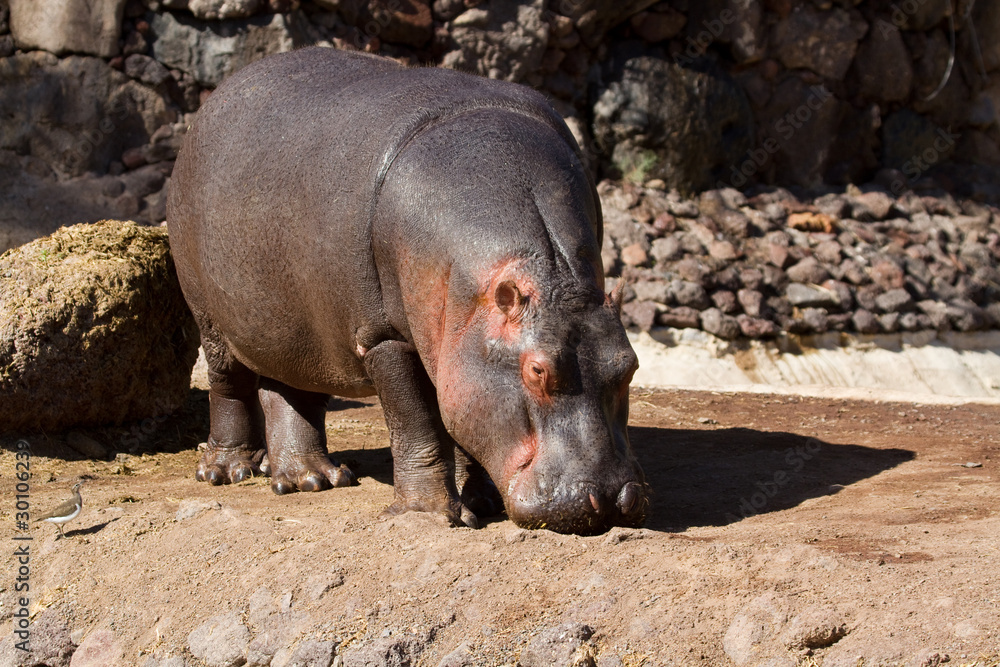 Hippopotamus